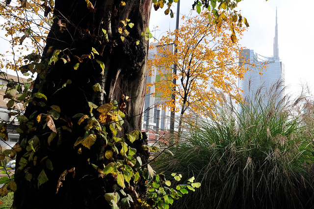 Milano, il Consiglio comunale approva l’istituzione del Garante del Verde, del suolo e degli alberi