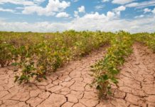 Desertificazione, Legambiente: anche la Pianura Padana è a rischio siccità PAC UE, tagli ai fondi per ambiente e clima: critiche da Greenpeace Desertificazione Legambiente Pianura Padana siccità