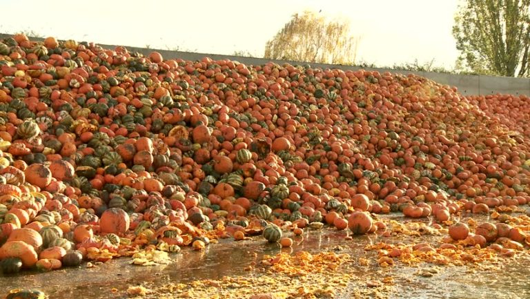 FAO/29 settembre: ‘Giornata Internazionale di sensibilizzazione sulle Perdite e gli Sprechi Alimentari’ | Programma