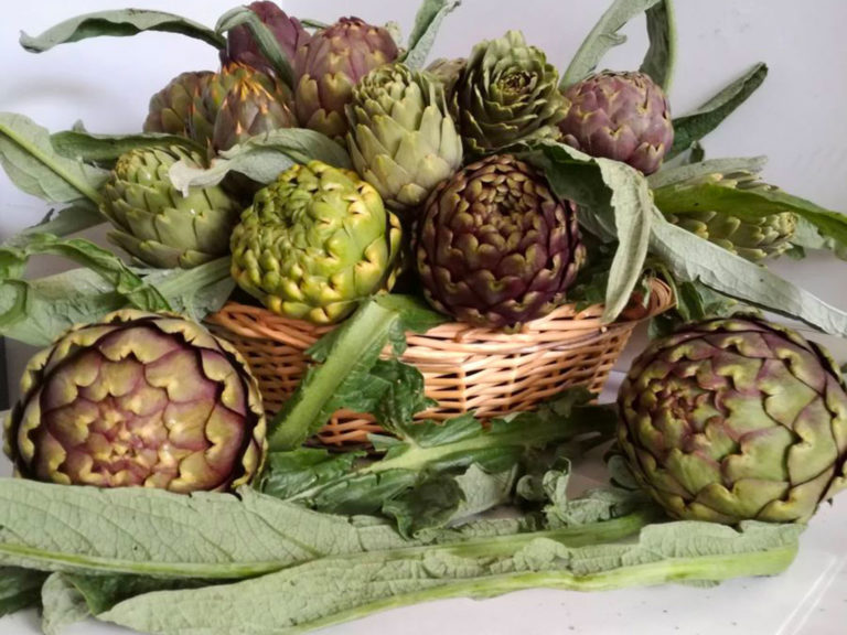 ENEA all’International Agrobiodiversity Congress: soluzioni per rendere sostenibili e resilienti i sistemi alimentari