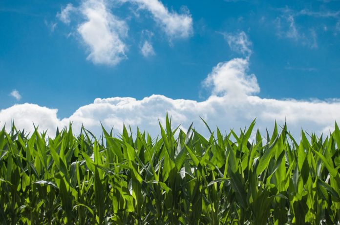 Qualità dell'aria e agricoltura