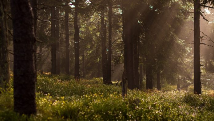 La sostenibilità delle biomasse forestali, la relazione di Coordinamento FREE e AIEL