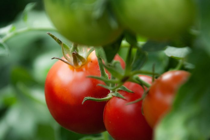 Pomodoro biologico