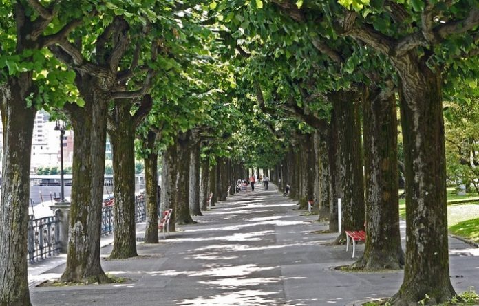 Giornata internazionale degli alberi WWF