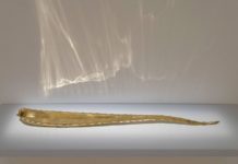 CONAI inaugura la mostra Arte Circolare al Maxxi di Roma CONAI Arte Circolare Maxxi di Roma