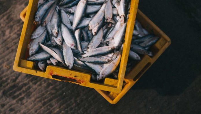 Lotta all'inquinamento marino da cassette per il pesce in Italia