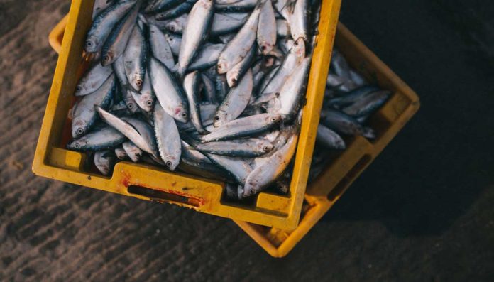 Lotta all'inquinamento marino da cassette per il pesce in Italia