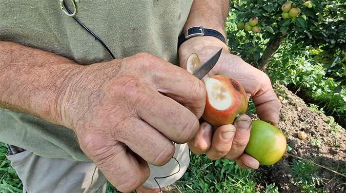 Caldo, il fenomeno nuovo della frutta che si scotta