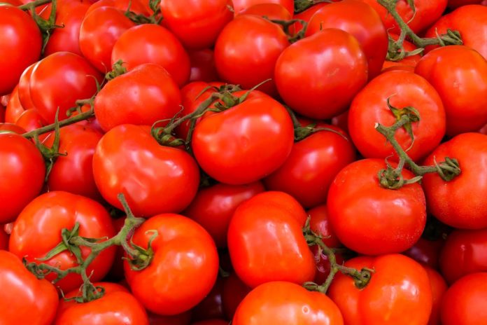 Il filo rosso del pomodoro