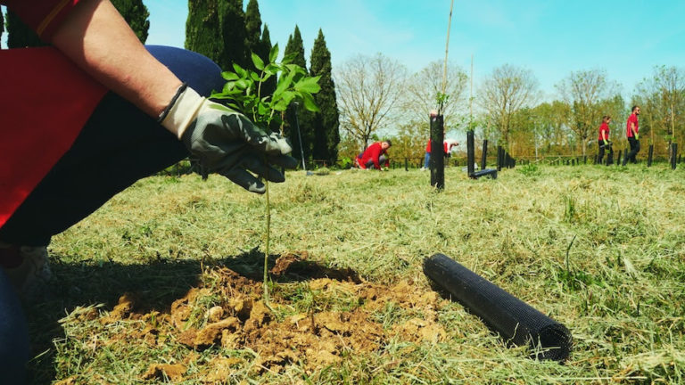Roma, piantumazione alberi Venezia RiforestAzione MASE