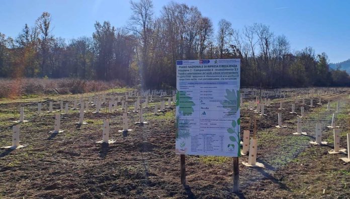 Torino alberi forestazione