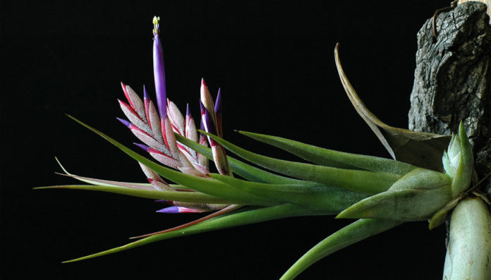 Tillandsia