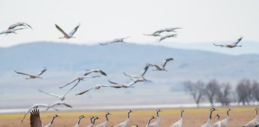 Legge sul ripristino della natura Ue