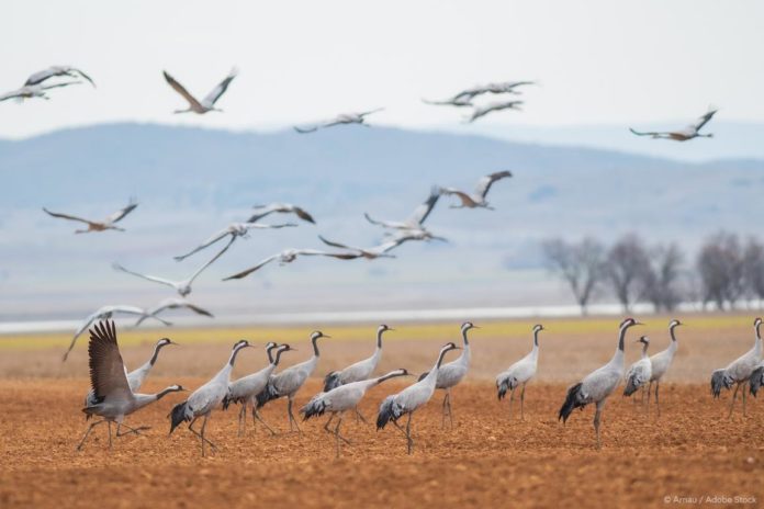 Legge sul ripristino della natura Ue