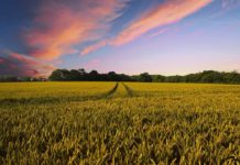 Mercosur, associazioni ambientaliste: rischio per tutela della salute e dell’ambiente Ottavo Rapporto Agromafie 2025 Mercosur associazioni rischio salute ambiente