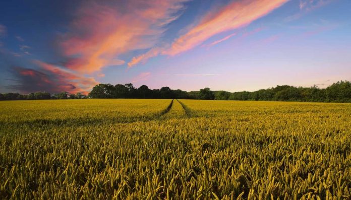 Ottavo Rapporto Agromafie 2025