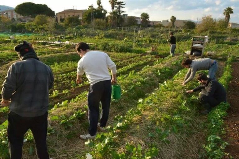 Torino, azioni contro la crisi climatica: lancio del progetto FARClimate | 11 luglio Orto Boschetto