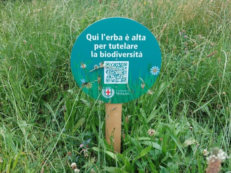 Sfalci del verde ridotti, alcune precisazioni dal Comune di Milano