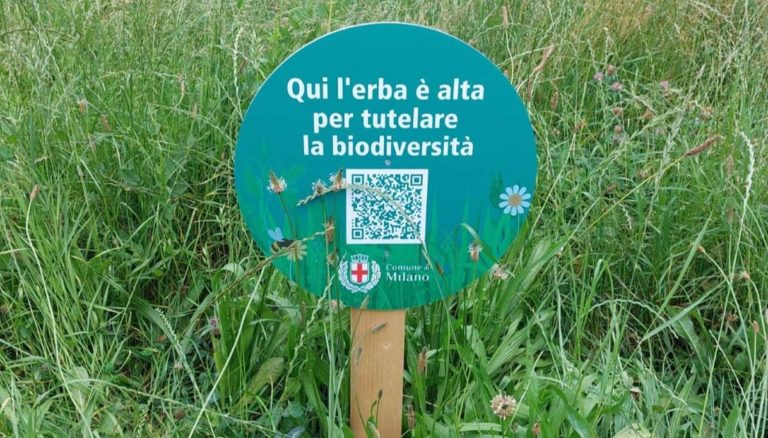 Milano sfalcio ridotto biodiversità urbana