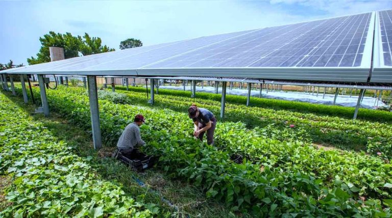 L’agrivoltaico può ridurre competizione tra cibo ed energia, studio PoliMi