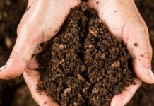 5 dicembre Giornata mondiale del Suolo, il tema 2025 è “Suoli sani per città sane” Giornata mondiale del Suolo