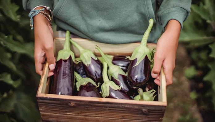 melanzane