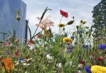 Richiamo Garante del Verde di Milano su acqua, suolo e microclima urbano Milano, nuovo bando per le imprese che vogliono aderire all’Alleanza per l’Aria e il Clima Male stato ambiente Europa Milano acqua microclima urbano Garante del Verde