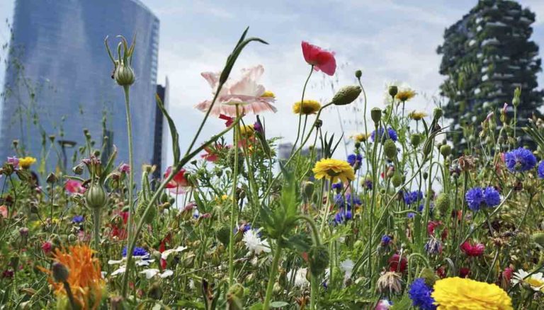 Milano, nuovo bando per le imprese che vogliono aderire all’Alleanza per l’Aria e il Clima Male stato ambiente Europa Milano acqua microclima urbano Garante del Verde