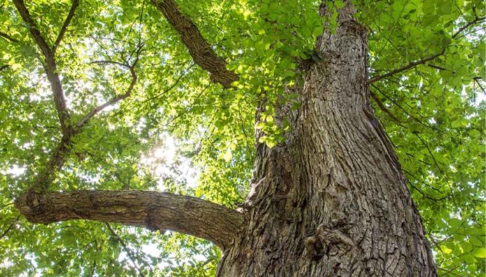 Roma e forestazione urbana verde