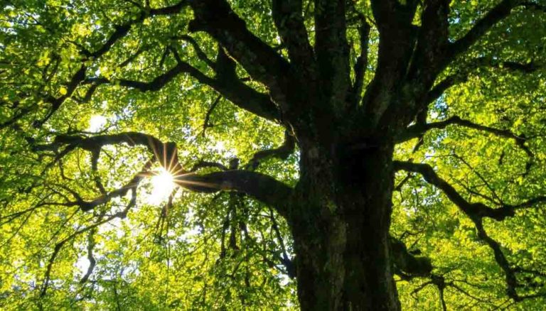 Milano Garante Verde patrimonio naturale bilancio comunale