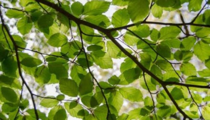 Sicilia bando suoli degradati aree verdi urbane