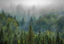 COP30, Wwf: “il fondo TFFF da 5 miliardi segna una svolta per clima e foreste” COP30 Wwf clima foreste