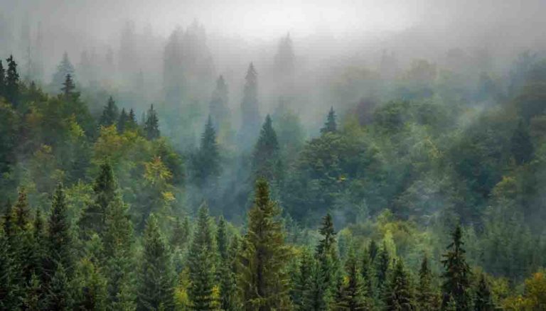 COP30 Wwf clima foreste