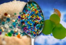 EFSA: “Dati insufficienti su rischio microplastiche dai materiali alimentari” EFSA microplastiche