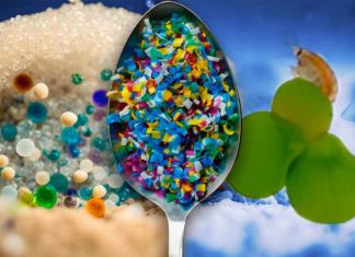 EFSA: “Dati insufficienti su rischio microplastiche dai materiali alimentari” EFSA microplastiche