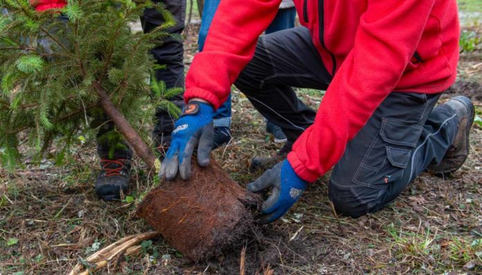 Legambiente 2024 3 milioni alberi Italia Legambiente 2024 3 milioni alberi Italia
