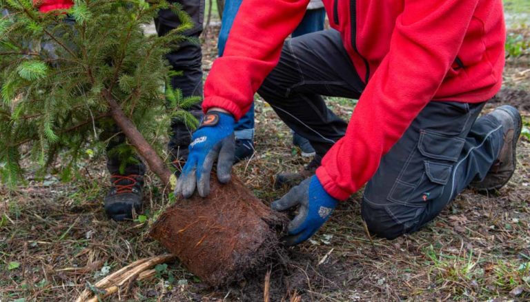 Legambiente 2024 3 milioni alberi Italia Festa Albero 2025