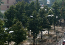 Torino, proposta popolare per migliorare il Regolamento del Verde Torino proposta popolare articolo Regolamento Verde