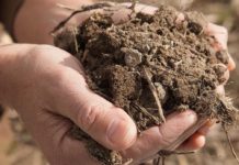 ENEA identifica nuovi indicatori genetici per valutare la salute dei suoli agricoli ENEA identifica nuovi indicatori genetici per valutare la salute dei suoli agricoli