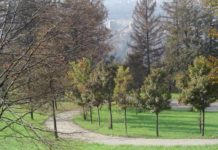 Verde urbano, Torino approva il Piano forestale aziendale 2020-2035 Verde urbano Torino Piano forestale aziendale 2020-2035