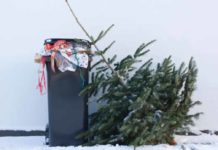 Alberi di Natale a Roma, raccolta gratuita AMA fino al 18 gennaio Alberi Natale Roma raccolta gratuita AMA