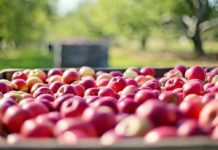 Pesticidi nelle mele europee: residui multipli nell’85% dei campioni analizzati Pesticidi nelle mele europee