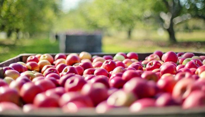 Pesticidi nelle mele europee Pesticidi nelle mele europee