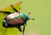 Lombardia, 6,2 milioni per prevenire danni da clima e insetti nocivi Lombardia 6 milioni prevenire danni clima insetti nocivi