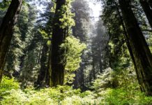 Ipbes, adottato rapporto globale su imprese e biodiversità biodiversità