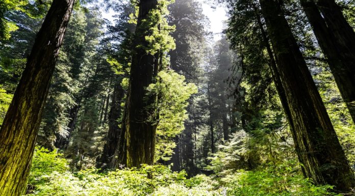 Ipbes, adottato rapporto globale su imprese e biodiversità biodiversità