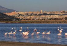 Nature Restoration Law, Wwf e Lipu: “Bene recepimento Italia ma mancano i soldi” nature restoration law recepimento italia