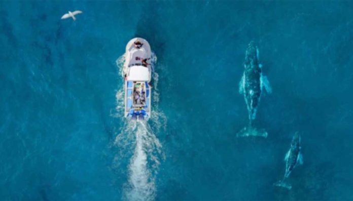 Al via dal 2 al 6 marzo gli European Ocean Days