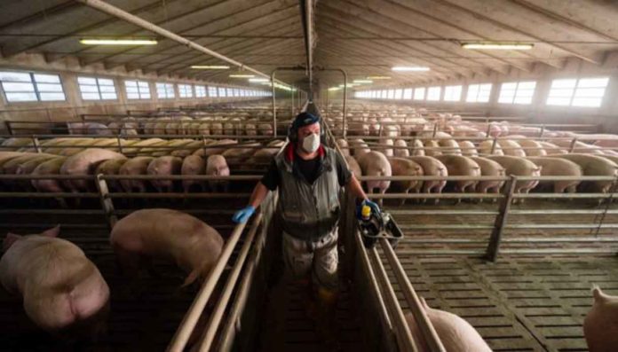 Allevamenti intensivi Lombardia, un sistema oltre i limiti ecologici