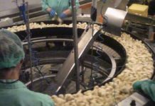 Insostenibilità degli allevamenti intensivi, Wwf chiede una moratoria immediata Insostenibilità degli allevamenti intensivi, Wwf chiede una moratoria immediata